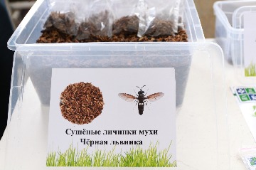 Обоазовательная сессия  (55).JPG