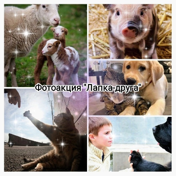 14Лапка друга-2022.jpeg